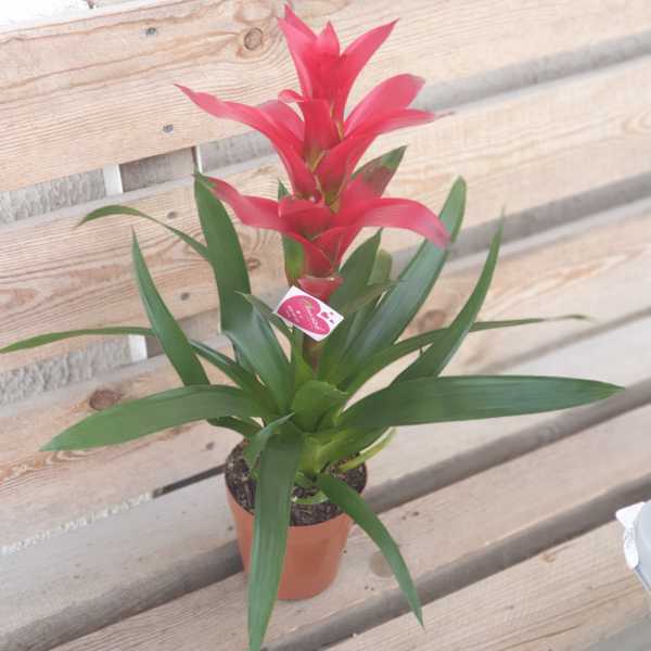 Гусмания, Гузмания (Guzmania) в горшке 15см Гусмания, Гузмания (Guzmania) в горшке 15см