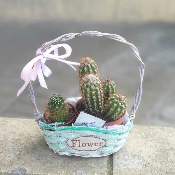 Корзинка с кактусами Корзинка с кактусами