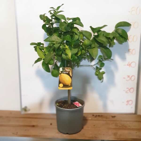 Лимон (Lemon ) Лимон (Lemon )