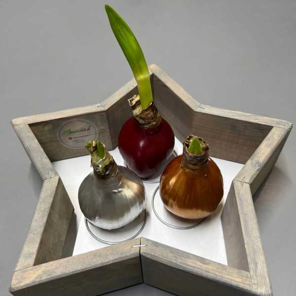 Луковица амариллиса в воске