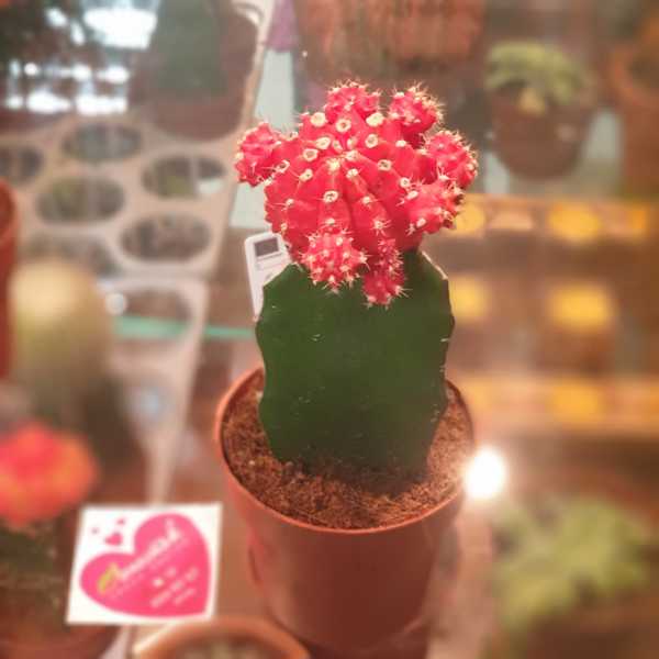 Кактус привитый