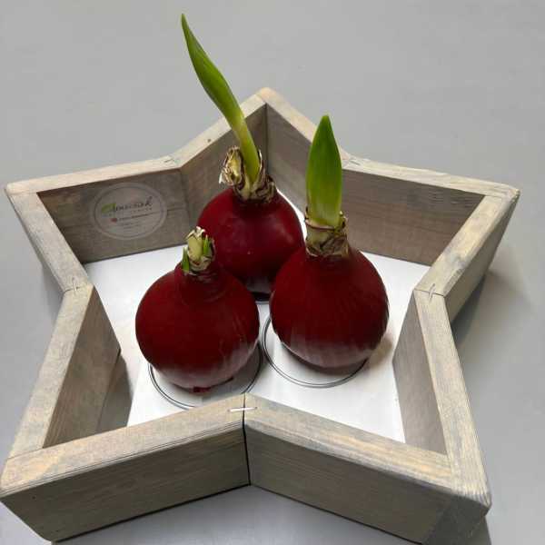 Луковица амариллиса в воске