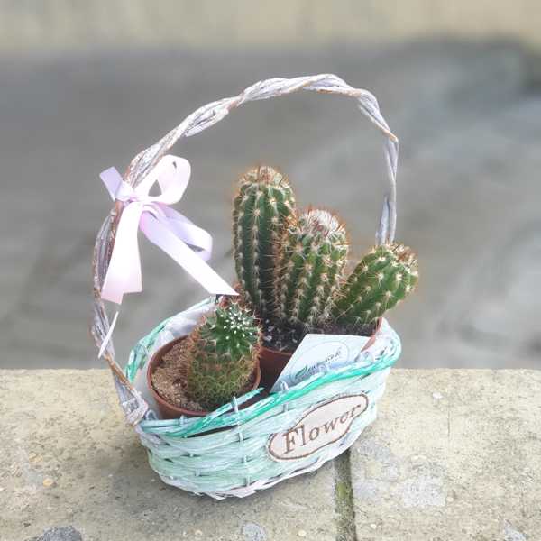 Корзинка с кактусами