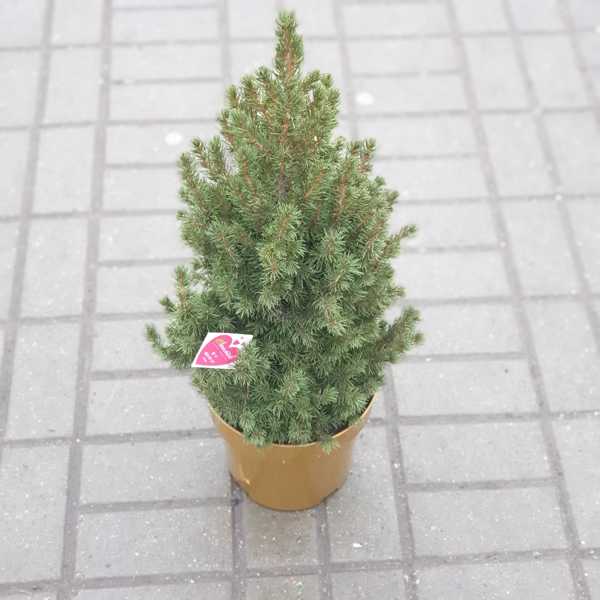 Ёлка живая, новогодняя (Пицея) 65 см