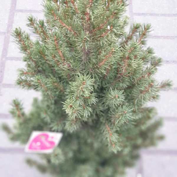 Ёлка живая, новогодняя (Пицея) 65 см