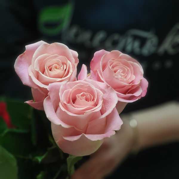 Роза Хермоса (Hermosa) 60 см