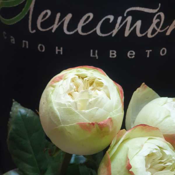 Роза Кхела(Khela) 60 см