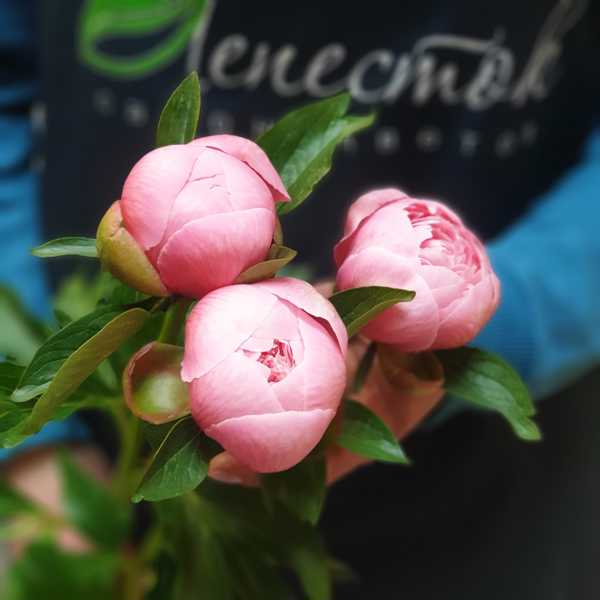 Пион Салмон