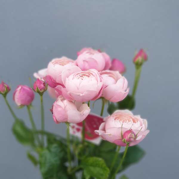 Кустовая пионовидная роза Силва Пинк (Silva Pink)