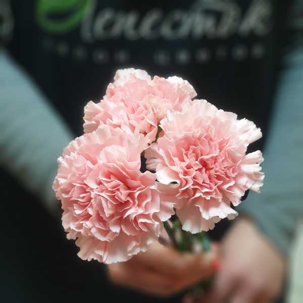 Гвоздика одноголовая розовая