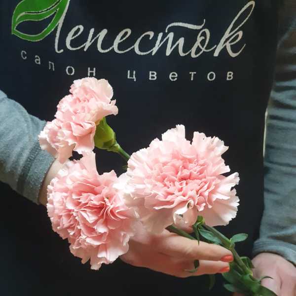 Гвоздика одноголовая розовая Гвоздика одноголовая розовая