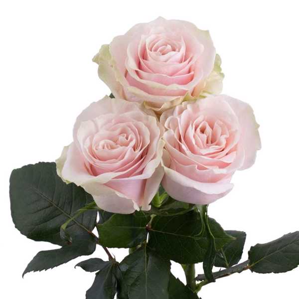 Роза Пинк Мондиаль (Pink Mondial) 60 см  Роза Пинк Мондиаль (Pink Mondial) 60 см