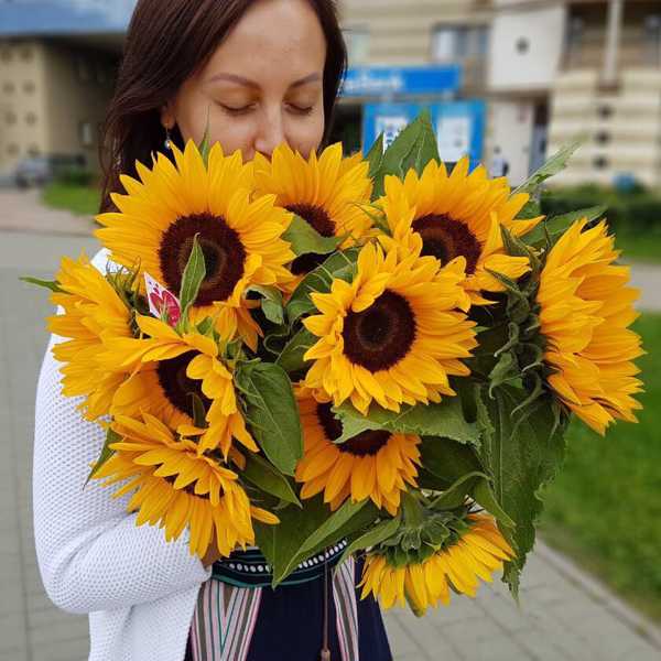 Букет из 11 подсолнухов Букет из 11 подсолнухов