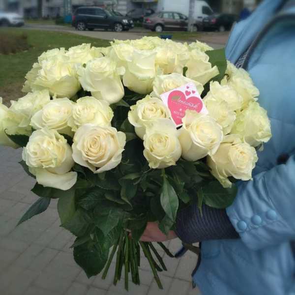 31 белая, импортная роза 31 белая, импортная роза