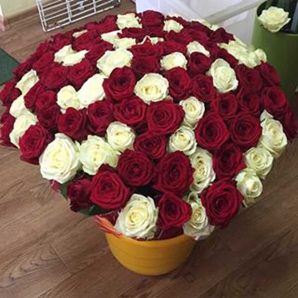 101 роза микс 101 роза микс