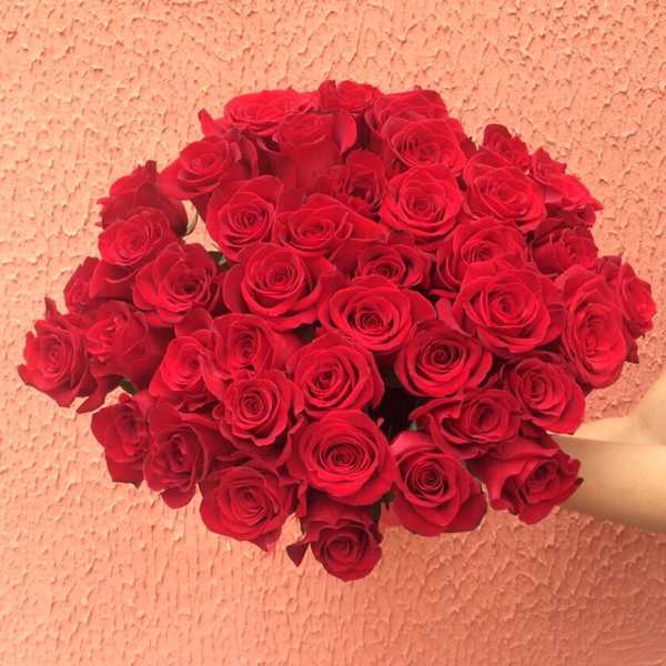 41 красная роза. 