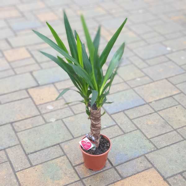 Yucca (Юкка) Yucca (Юкка)