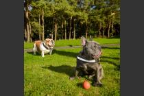 Property to rent in Stoneywood Brae, Aberdeen, AB21 9FA