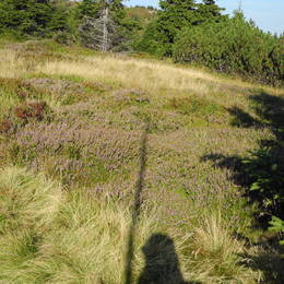 -ová pole