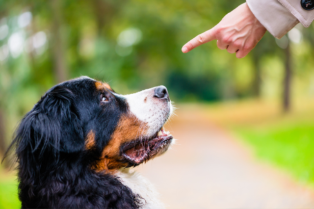 A dog being told to sit