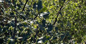 generic image for litir from category Gaelic