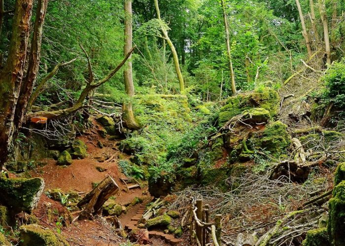 Forest Of Dean Gloucestershire