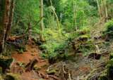 Forest Of Dean Gloucestershire