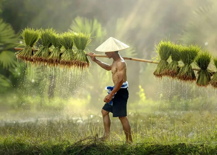 Gettyimages 585578634 farmer thailand 1