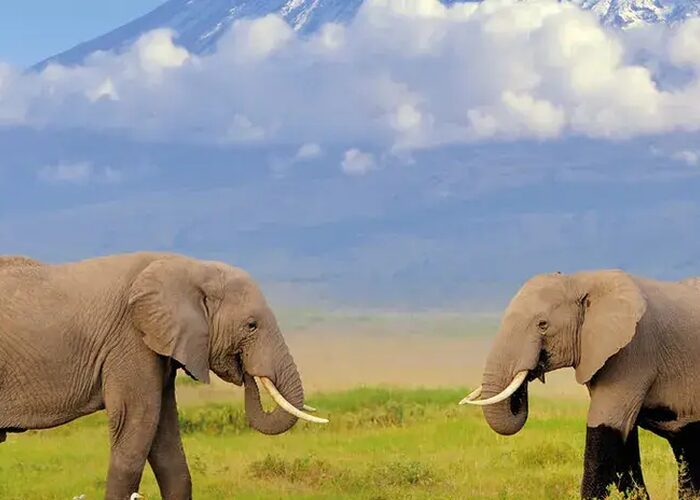 The Best of Kenya and Tanzania - Great Migration and Big Game Safari