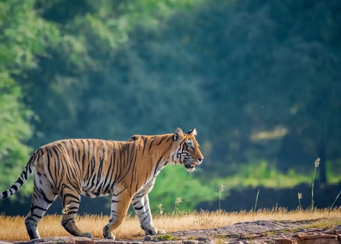 India’s Golden Triangle with Ranthambore National Park