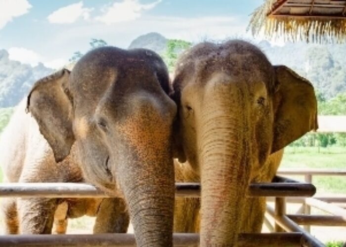 12‑Day Thailand Adventure