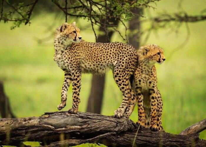 Kenya Grand Safari – 8 nights