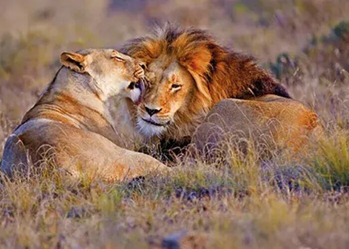 Mabula Game Lodge
