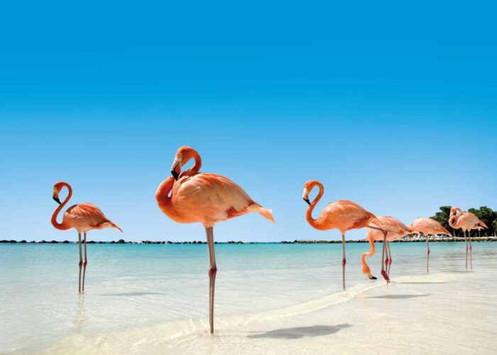 Caribbean Winter Warmth