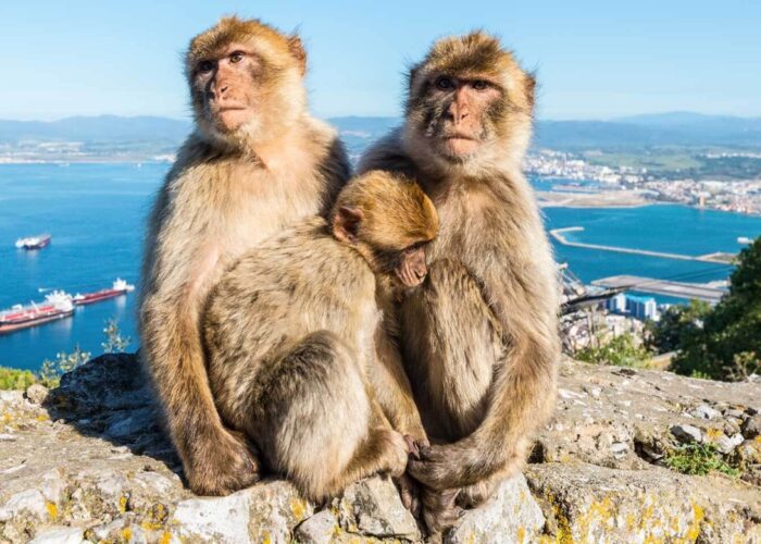 Gib Monkeys