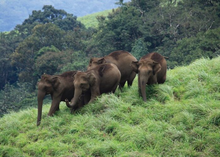 RF India Kerala elephants resized
