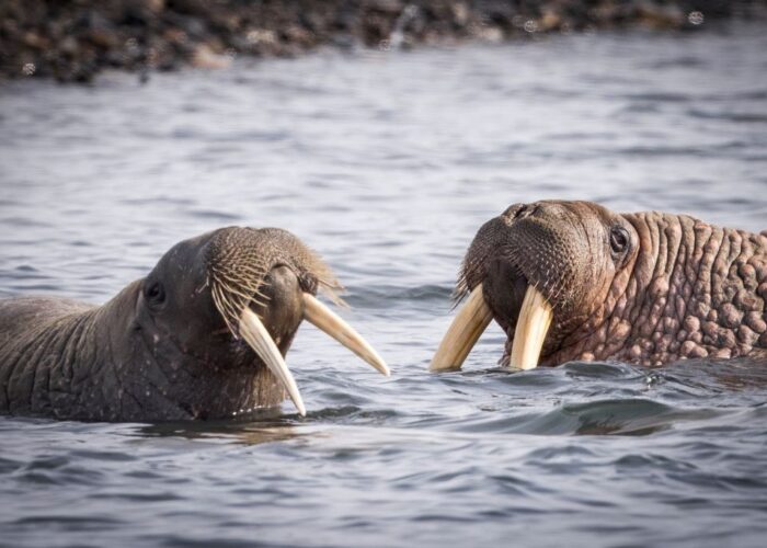 Walrus in Svalbard Fred