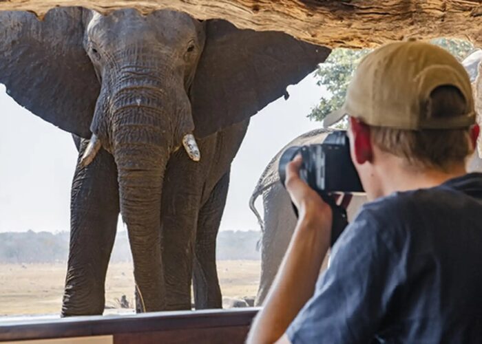 Elephant