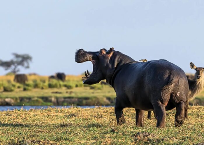 Hippo