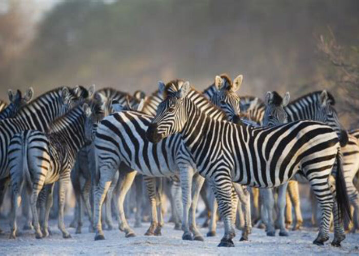 On Safari in South Africa- Rhino East Lodge