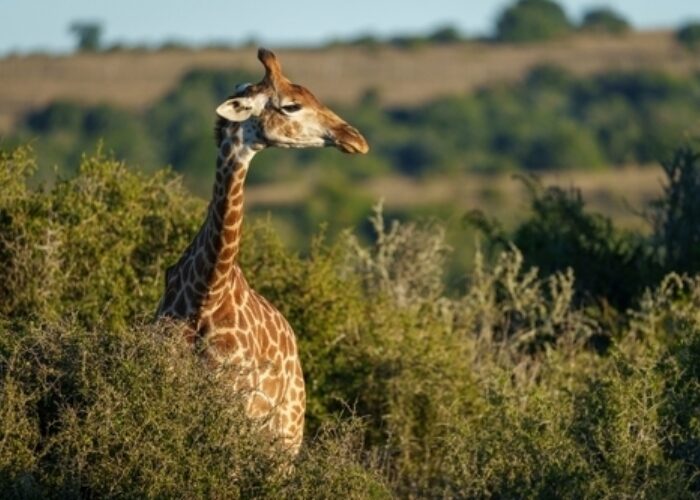 Sensational South Africa