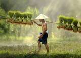 Gettyimages 585578634 farmer thailand 1