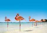 ARUBA PO