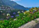 Flowers Madeira Portugal Getty All rights