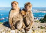 Gib Monkeys