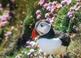 Puffin