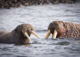 Walrus in Svalbard Fred