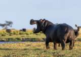 Hippo