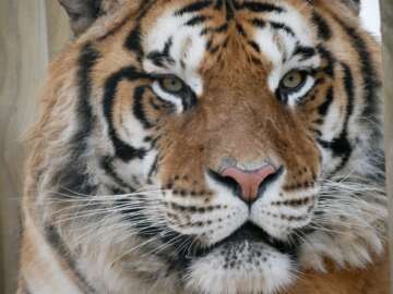20% off tickets to Lincolnshire Wildlife Park