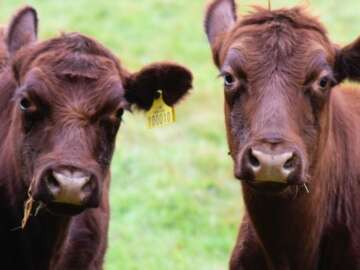 Lincoln Red Cattle Walk at South Ormsby Estate